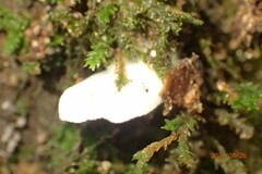 Basidiomycota