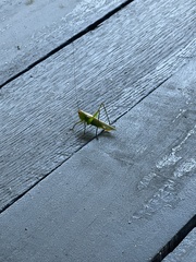 Conocephalus fasciatus