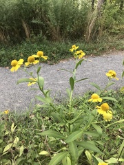 Helenium autumnale