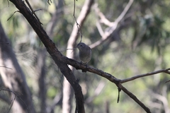 Colluricincla harmonica