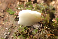 Basidiomycota