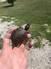 Terrapene carolina triunguis
