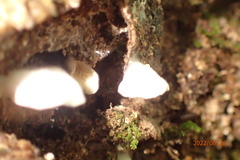Basidiomycota