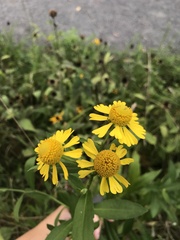 Helenium autumnale