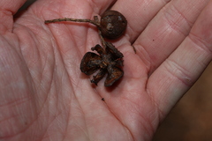 Callitris columellaris