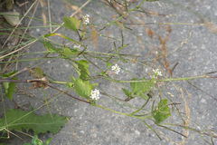 Alliaria petiolata