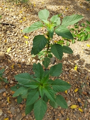 Amaranthus viridis