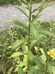 Helenium autumnale