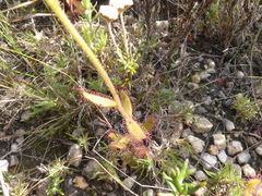 Drosera cistiflora
