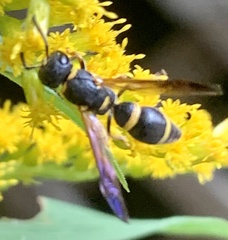 Parancistrocerus perennis