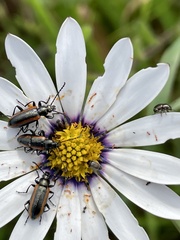 Neoeutrapela