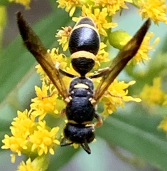 Parancistrocerus perennis