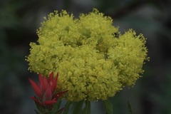 Eriogonum flavum
