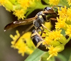 Parancistrocerus perennis