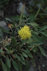 Eriogonum flavum
