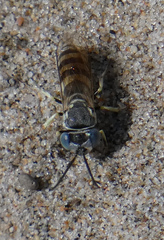 Microbembex monodonta