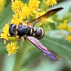 Parancistrocerus perennis