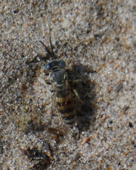 Microbembex monodonta