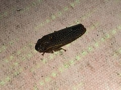 Paraulacizes irrorata