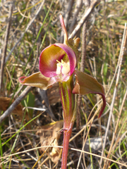Disperis capensis