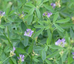 Medicago sativa