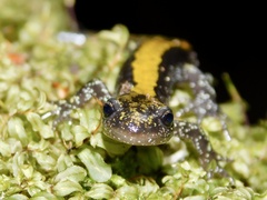 Ambystoma macrodactylum