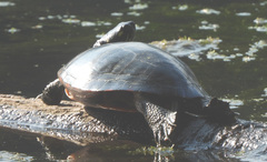 Chrysemys picta picta