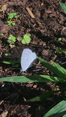 Celastrina
