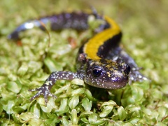 Ambystoma macrodactylum
