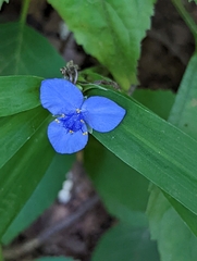 Tradescantia subaspera