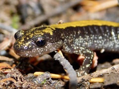 Ambystoma macrodactylum