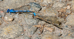 Argia vivida
