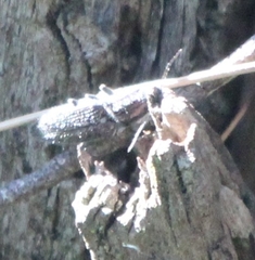 Coleoptera