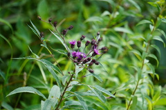 Vernonia noveboracensis