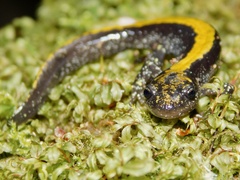 Ambystoma macrodactylum