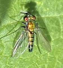 Condylostylus longicornis