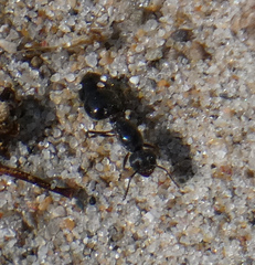 Crematogaster