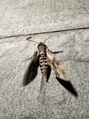 Agrius convolvuli