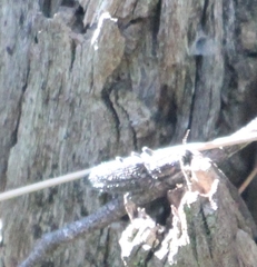 Coleoptera