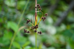 Scirpus atrovirens