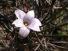 Romulea
