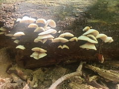 Crepidotus applanatus