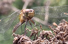 Sympetrum vicinum