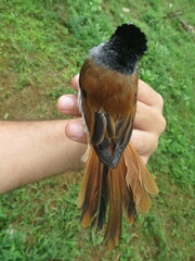 Terpsiphone atrochalybeia