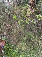 Leptospermum polygalifolium
