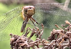 Sympetrum vicinum