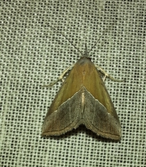 Hypena lividalis