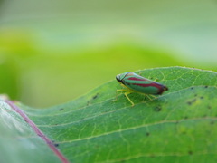 Graphocephala fennahi