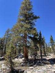 Pinus contorta murrayana