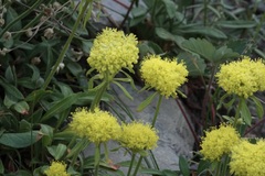 Eriogonum flavum